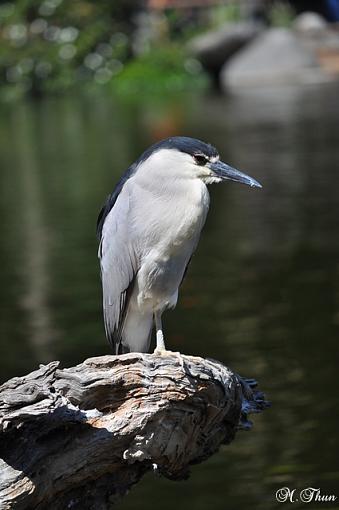 Zoo animals 2-dsc_0010resize.jpg