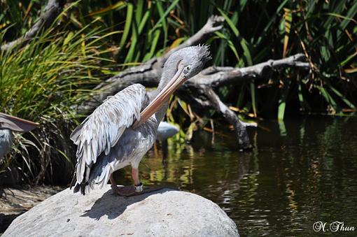 Zoo bird-dsc_1534resize.jpg