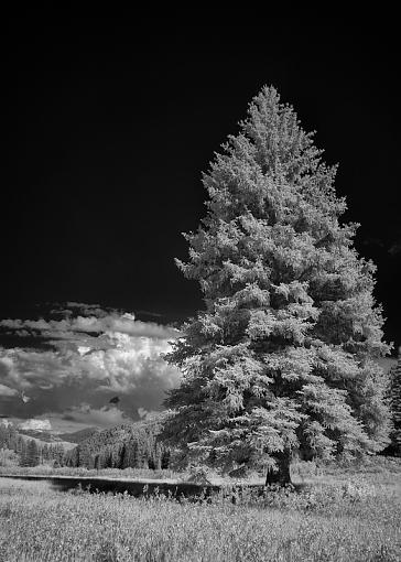 Big Pine in Big Cottonwood Canyon-imgp1878-vf-edit.jpg