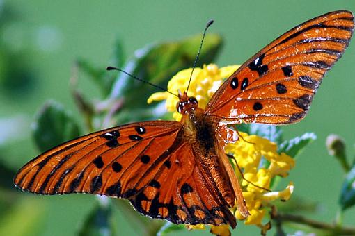 Does the damage add to the beauty?-fritillary_damaged2.jpg