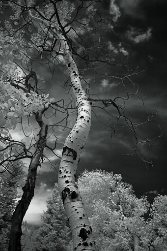 Twisty Aspen-twisty-aspen-1.jpg