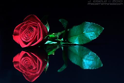 A simple red rose and little girl-rose_dsf2292_800px.jpg