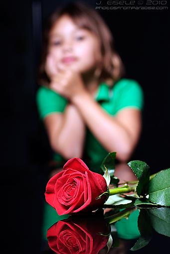 A simple red rose and little girl-girl-rose_dsf2295_800px.jpg