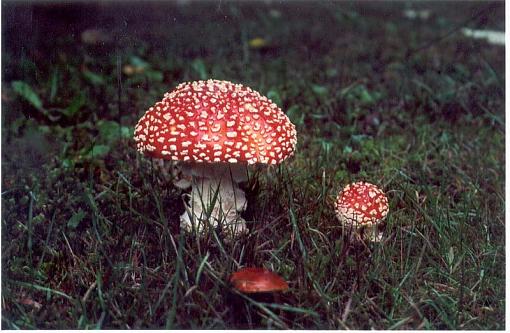 New comer-amanita_mushrooms1.jpg