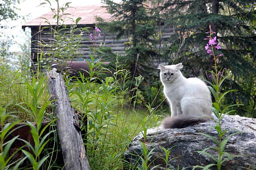 Alaska Photo 5 - Guardian of the Cabbage-dsc_2734_800.jpg