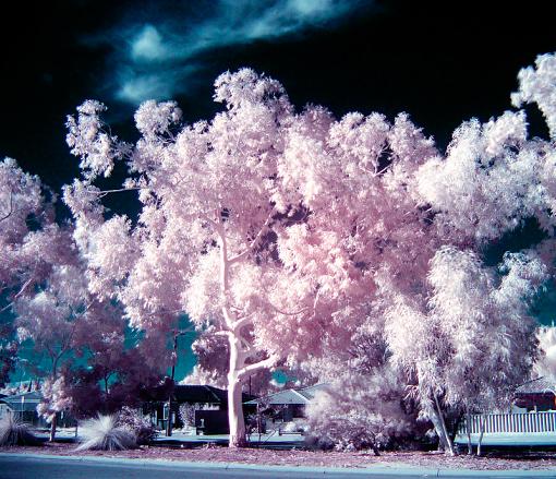 IR Roadside verge-another-roadside-verge1.jpg