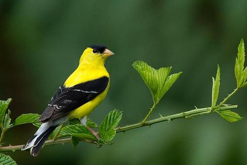 Goldfinch-goldfinch-1-1-.jpg