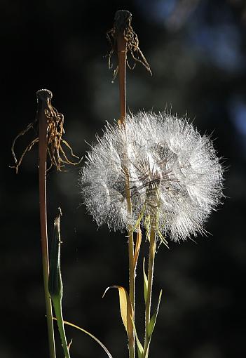 The Beginning, The Middle and The End: The Life Of A Weed-9901.800.jpg