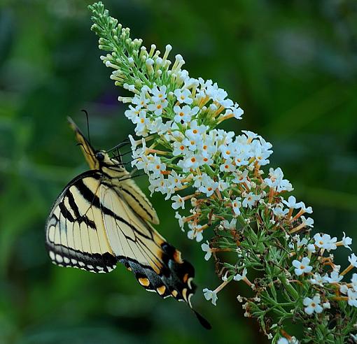 Working The Flowers-swollow-tail-flower-i.jpg