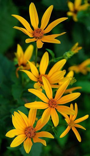 Mellow Yellow-yellow-flowers-i.jpg