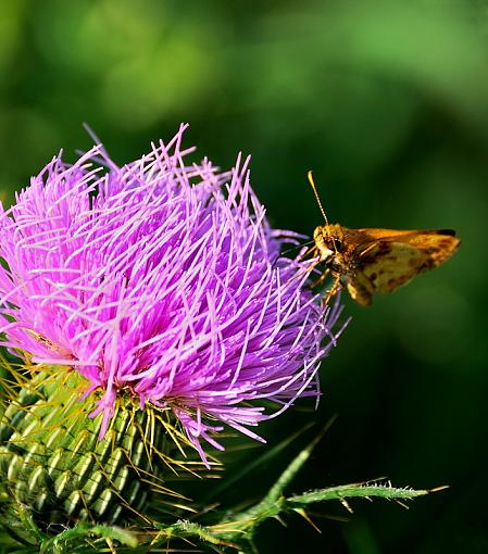 Thistle and Friend-thistle-friend.jpg