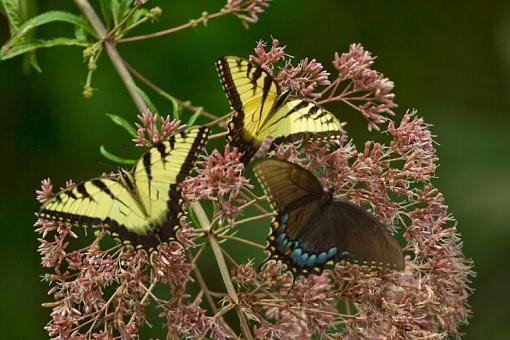 Butterflies X 3-butterflies-x-3-1-1-.jpg