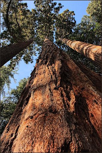 Big Trees Grove-biggrove15.jpg