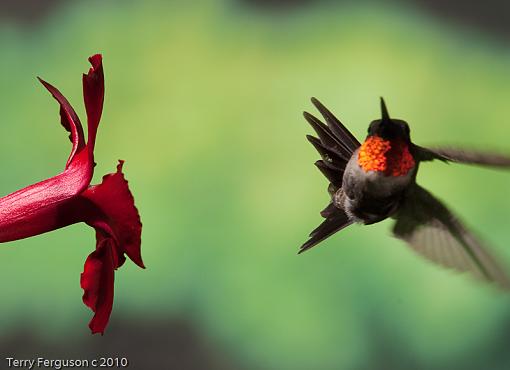 Continuing hummingbird saga...-dsc09722.jpg