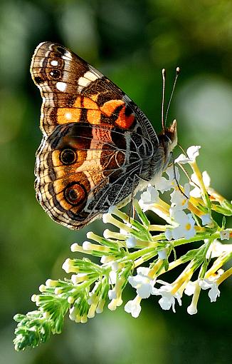 Painted Lady-my-painted-lady-ii.jpg