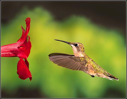 Another hummingbird!-dsc09875x2.jpg