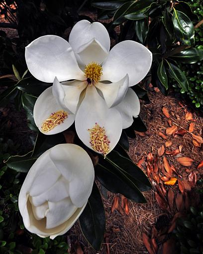 Magnolia Blossom series shot #2-_dsc8538.jpg