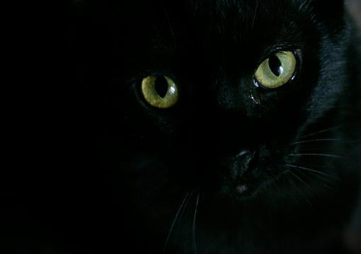 Deep black cat.-_dsc5504x800.jpg