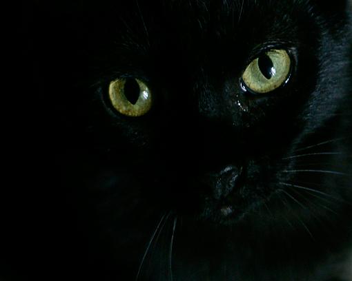 Deep black cat.-_dsc5504x2x800.jpg