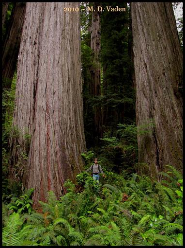 Bushwhacker among giant trunks.-boyes_creek_500copy.jpg