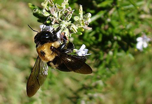 Working on Labor Day-bee-rosemary.jpg