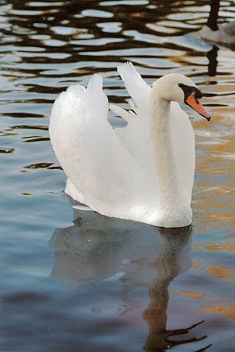 Swans-swan2.jpg