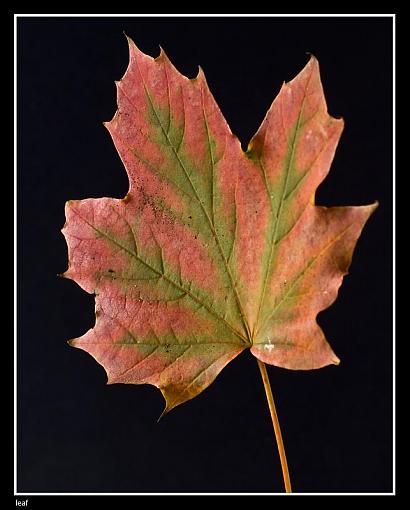 Autumn-leaf-framed.jpg