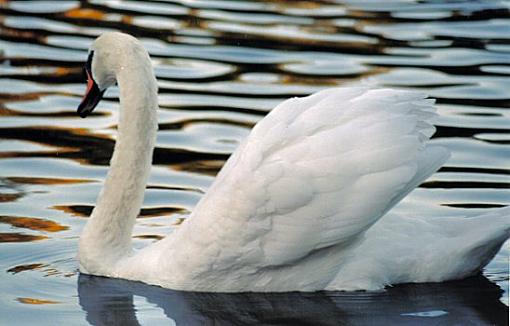 Swans-swan1.jpg