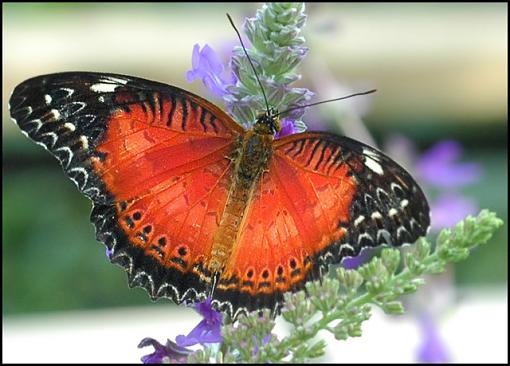 Orange-orange_butterfly.jpg