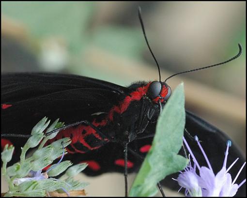 Like a New-Age Superhero-red_butterfly.jpg