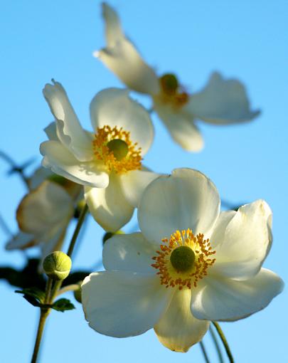 Flower shot-another-three-amigos.jpg