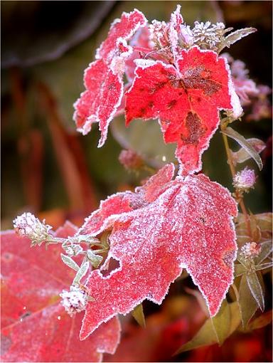 Morning frost on fall leaves.-001.jpg