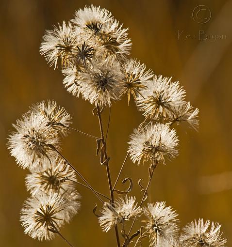 Floral Fireworks-20101107_backlitseedheads_003-sm.jpg