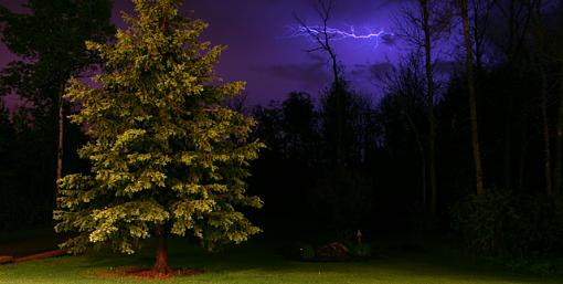 Lightning and the Tree-lightning.jpg