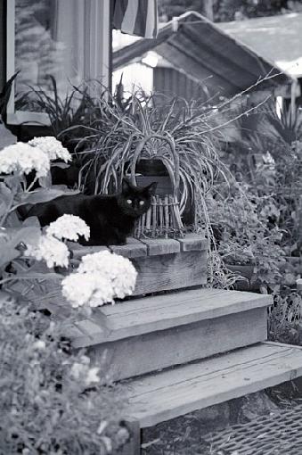 Prince Caspian's domain-porchcat.jpg