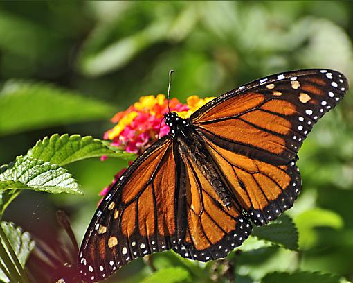 Butterfly with 70-300VR lens-_dsc1548.jpg