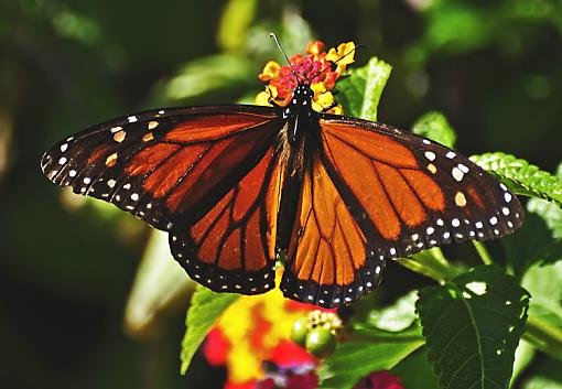 Butterfly with 70-300VR lens-_dsc1526.jpg