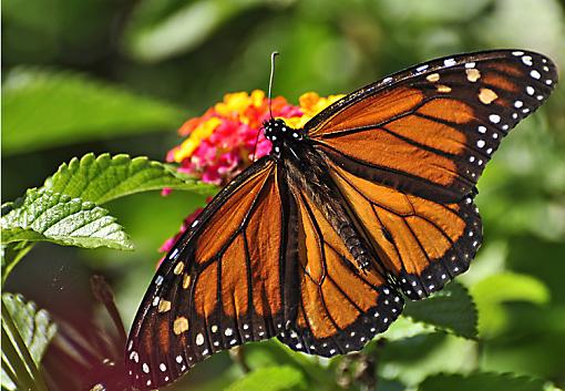 Butterfly with 70-300VR lens-_dsc1548.jpg