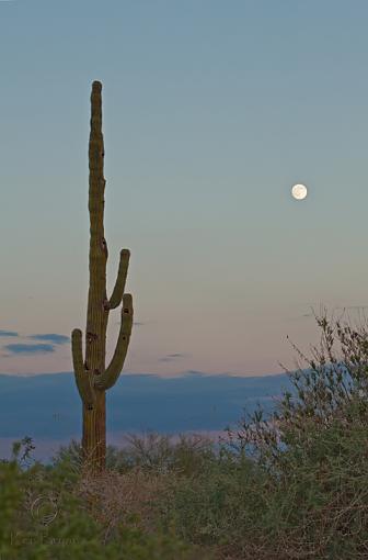 Arizona Sunset/Moonrise-20101021_azmoonrise_0274-ssm.jpg