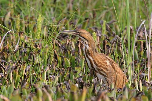 American-bittern2.jpg