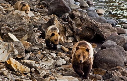 Grizzly with cubs-060_edited-5.jpg