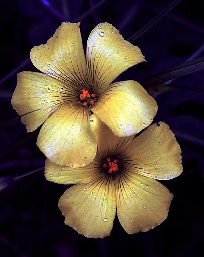 Winter Blooms-2577x800.jpg