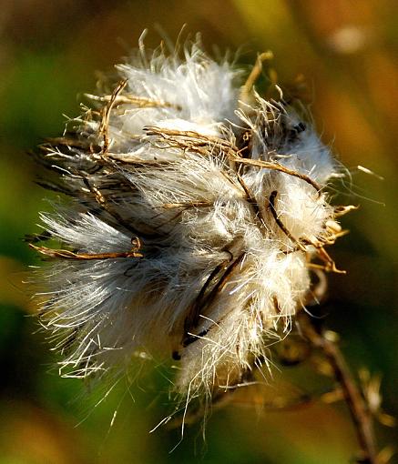 Bad Hair Day-bad-hair-day.jpg