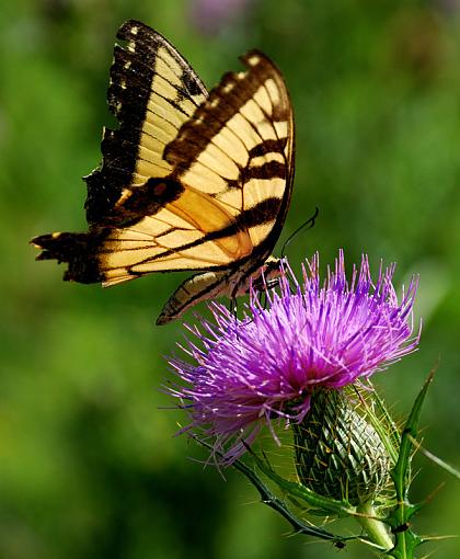 Bad Hair Day-swallow-tail-v.jpg