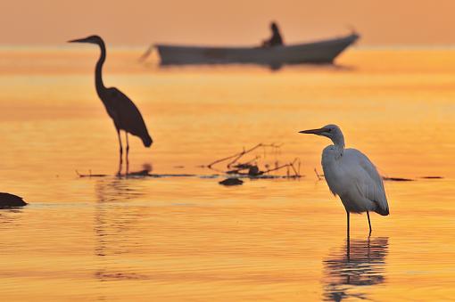 sunrise birds lake boat-_dsc6611-800.jpg