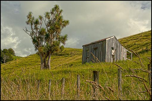 Cabbage tree-cabbage-tree.jpg