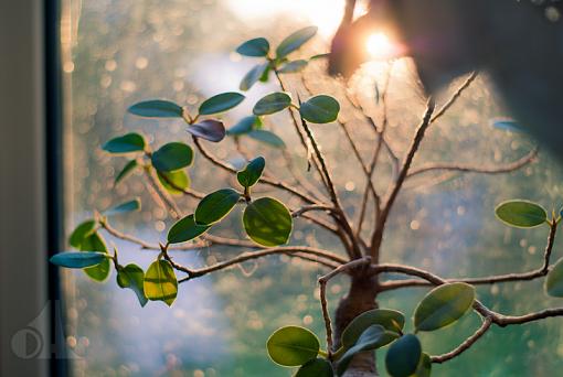 Plant in window-orb-plant.jpg