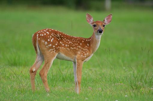 Doe and Fawn-deer2.jpg