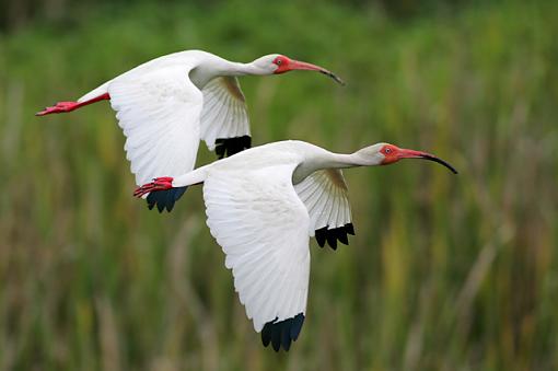 White Ibis-whiteibises.jpg