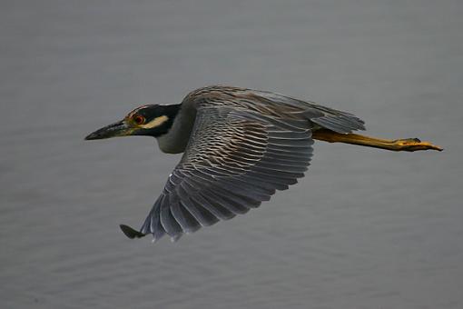 White Ibis-yellowcrowned1.jpg